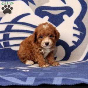 Jolene, Toy Poodle Puppy